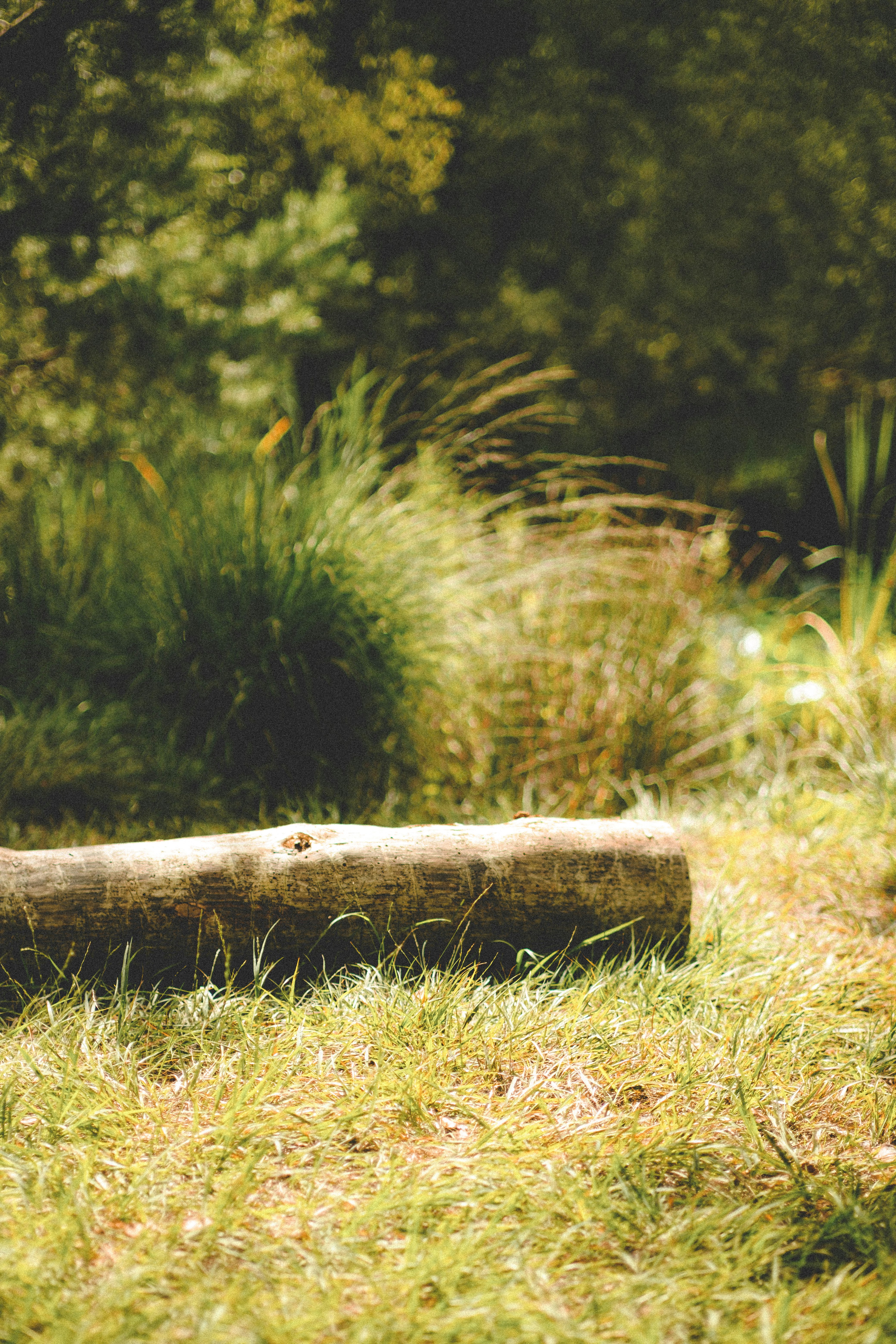 brown wood log on green grass